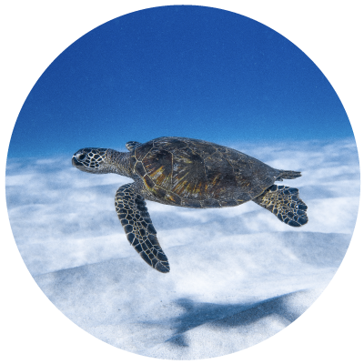 protection-ecosysteme protection des ecosystemes